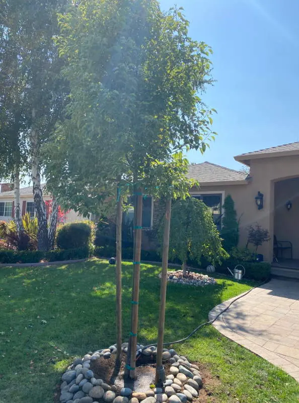 Gonzalez Gardening Bay Area — photo from the business 6