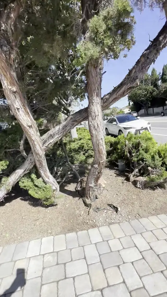 Customer photo of work by Gonzalez Gardening Bay Area, from Ylani Rabedeau's review