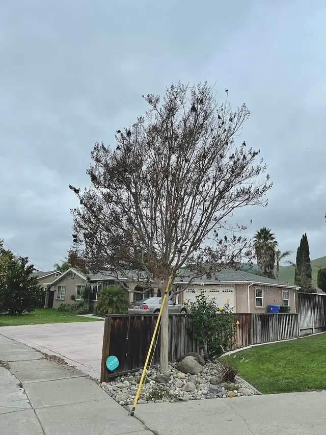 Bayleaf Lawn Care — photo from the business 9