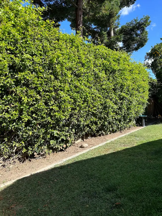 Bayleaf Lawn Care — photo from the business 8
