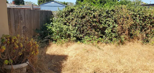 Bayleaf Lawn Care — customer photo 12