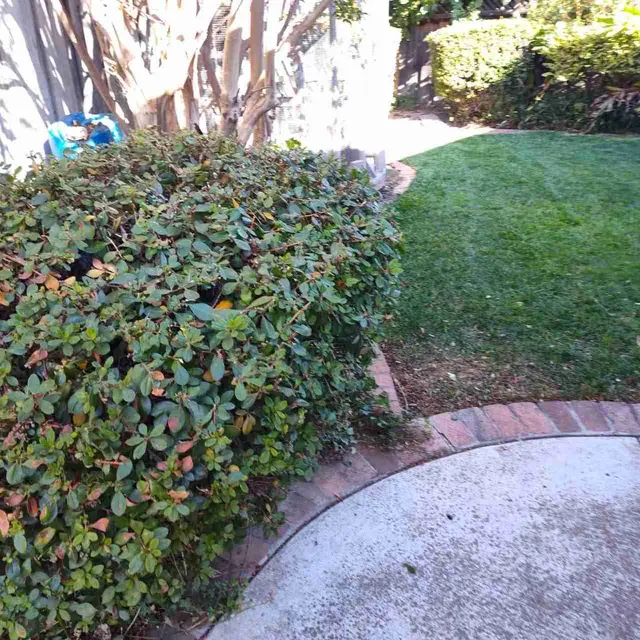Lawn Love Lawn Care of San Jose — photo from the business 5