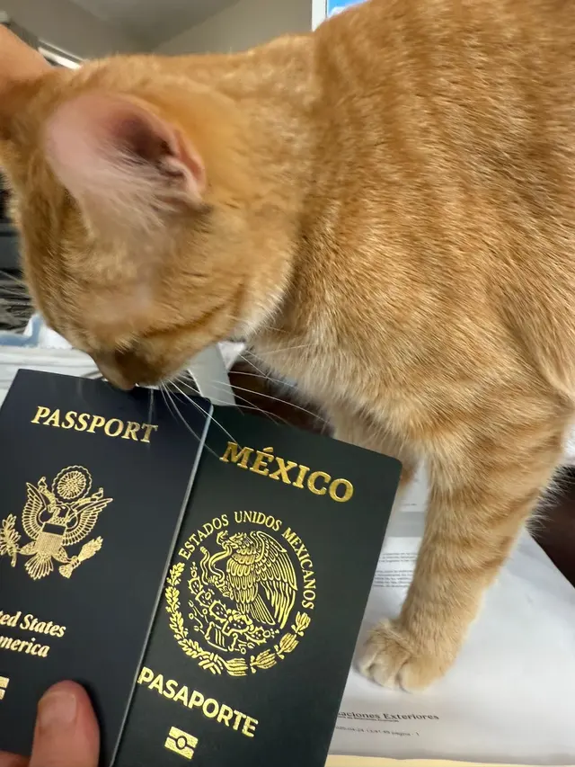 Dual Citizenship Express — photo from the business 9