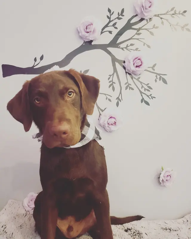 Transfurmations Dog Spa — photo from the business 8