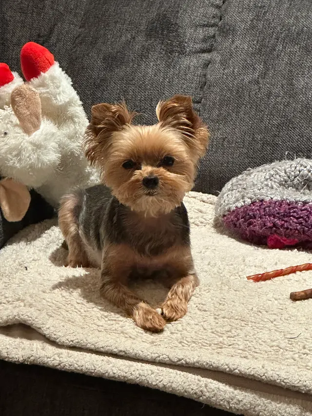 Transfurmations Dog Spa — customer photo 1