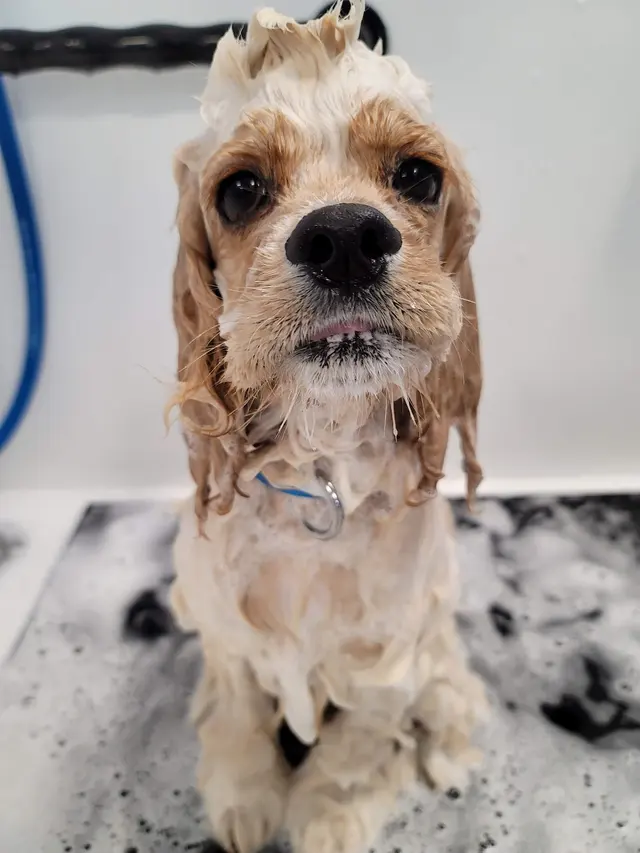 Transfurmations Dog Spa — customer photo 7