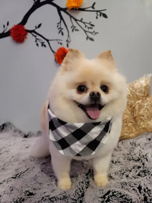 Transfurmations Dog Spa — customer photo 10
