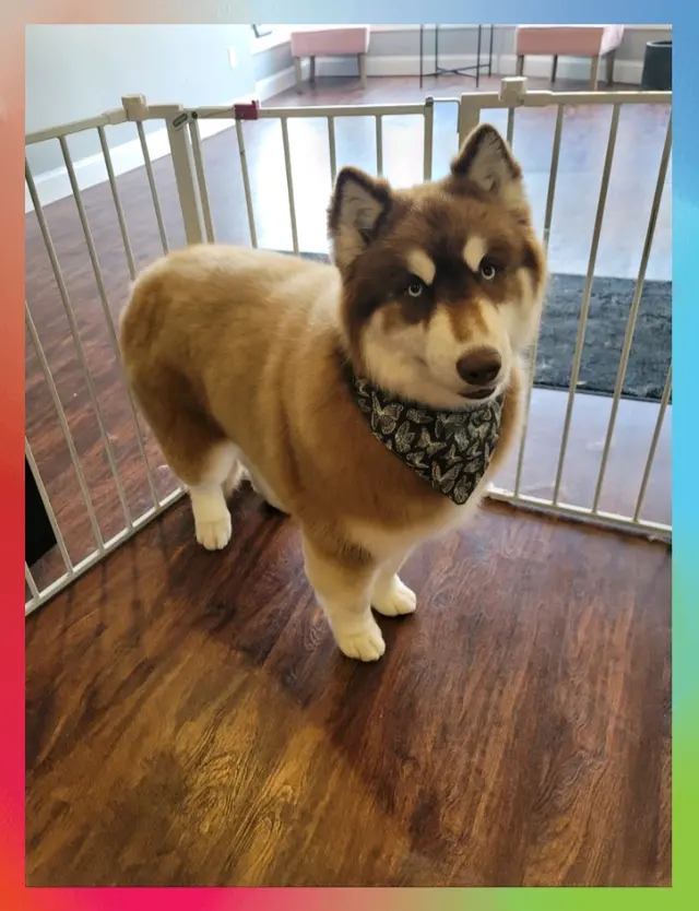 Transfurmations Dog Spa — customer photo 9