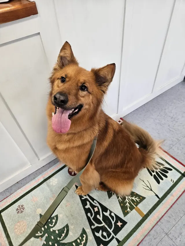 Transfurmations Dog Spa — customer photo 6