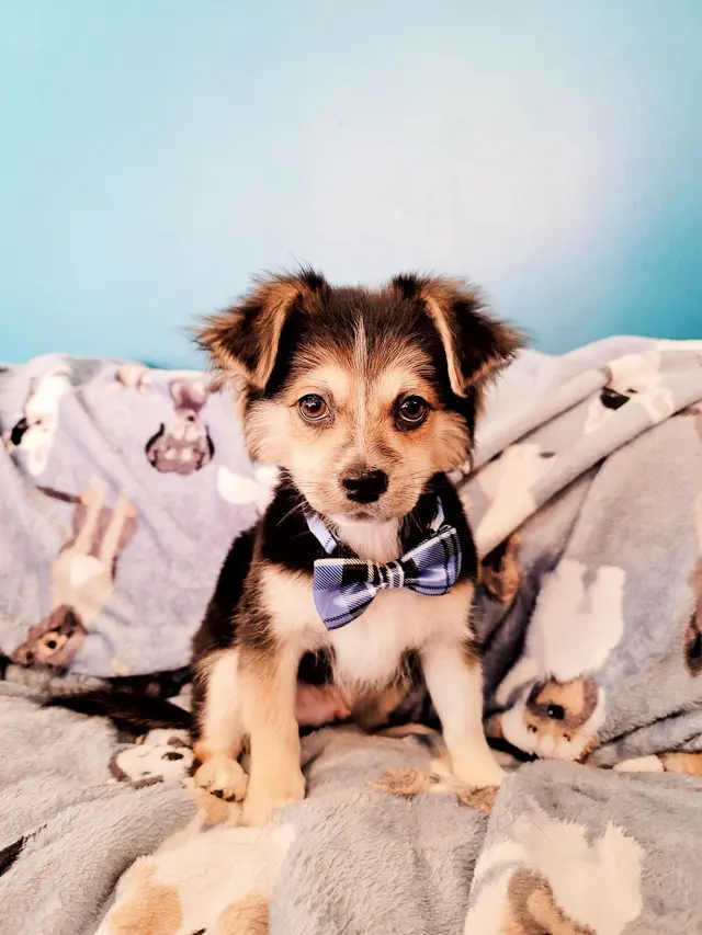 Transfurmations Dog Spa — photo from the business 4
