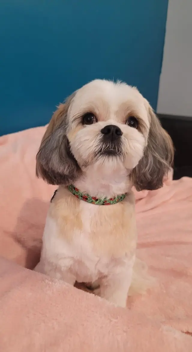 Transfurmations Dog Spa — customer photo 2
