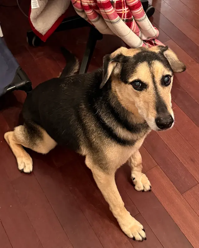 Transfurmations Dog Spa — customer photo 12
