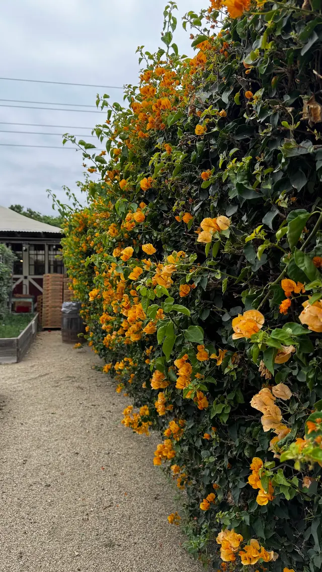 Customer photo of work by The Original Manassero Farms Market - Irvine, from Hakan Akel's review