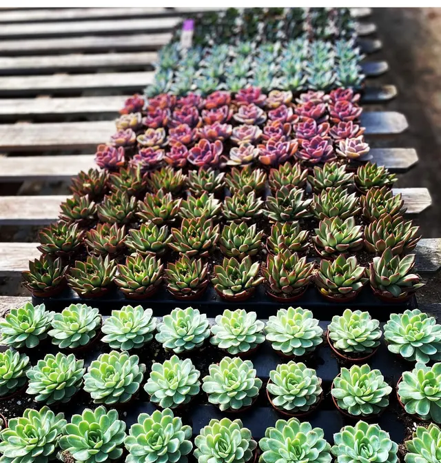 Farmakis Farms — photo from the business 12
