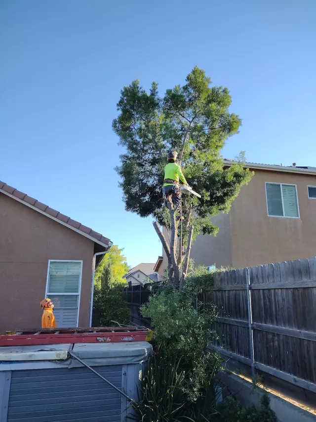 Erick's Tree Service — customer photo 2