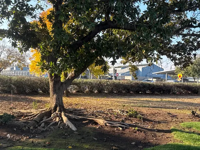 Erick's Tree Service — customer photo 6