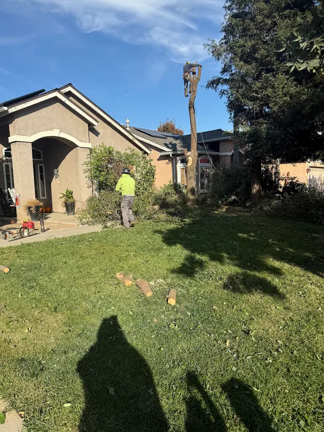 Erick's Tree Service — customer photo 8