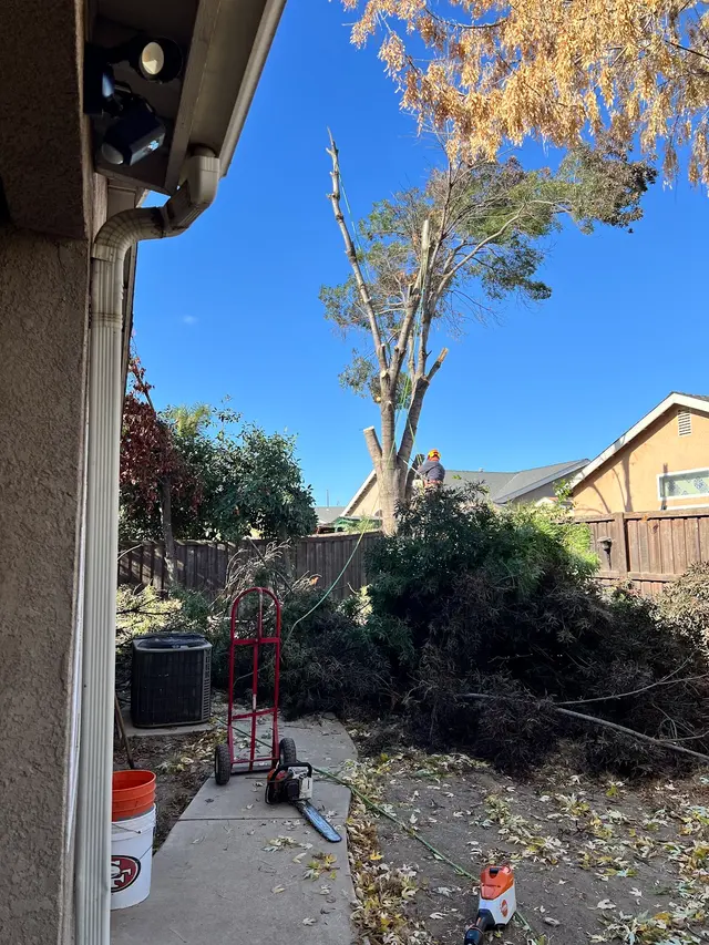 Erick's Tree Service — customer photo 12