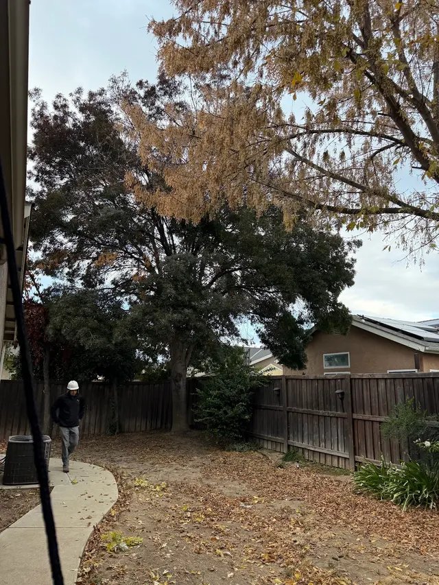 Erick's Tree Service — customer photo 11