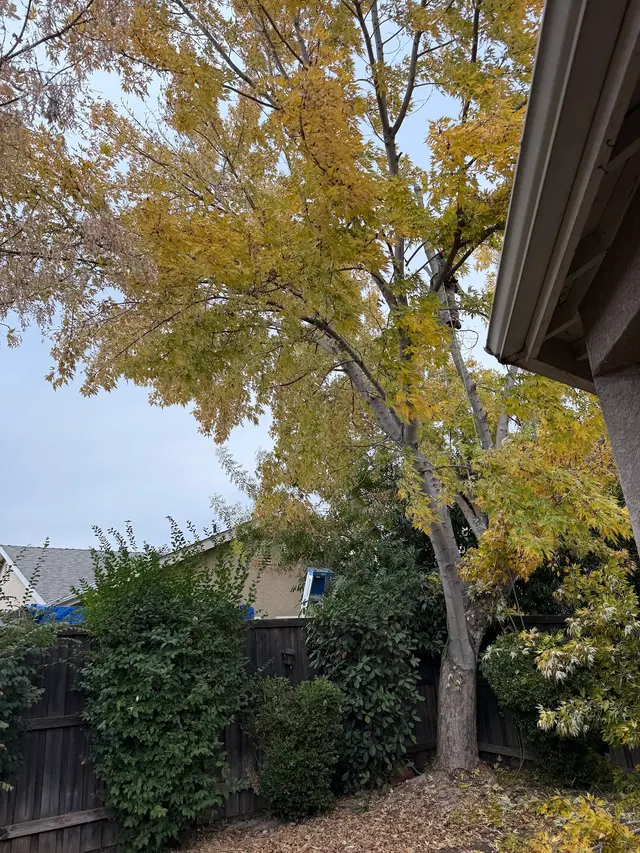 Erick's Tree Service — customer photo 9