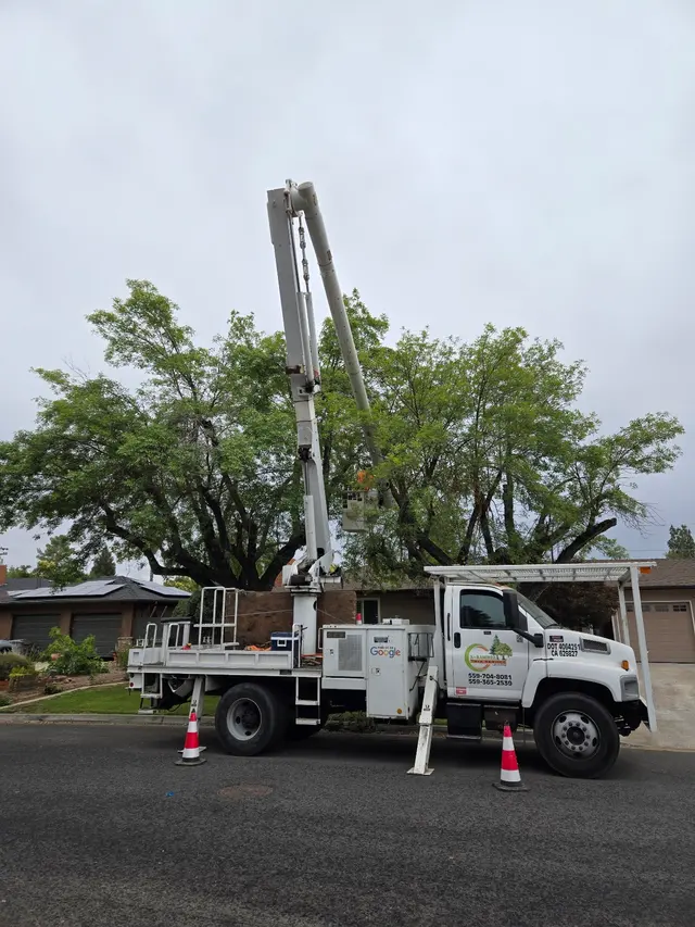 Customer photo of work by A Plus Ramirez Tree Service, from Eric Errotabere's review