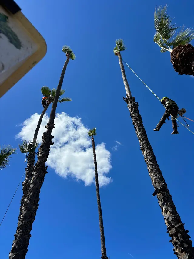 A Plus Ramirez Tree Service — photo from the business 4