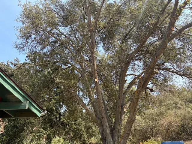 Customer photo of work by A Plus Ramirez Tree Service, from Diane Steel's review