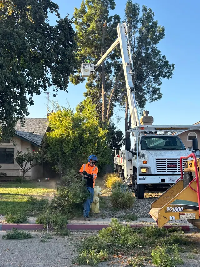 A Plus Ramirez Tree Service — photo from the business 2
