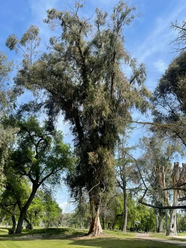 A Plus Ramirez Tree Service — photo from the business 10