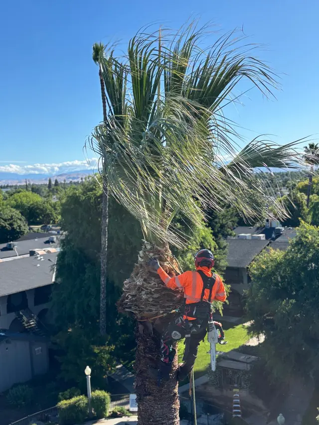 A Plus Ramirez Tree Service — photo from the business 3