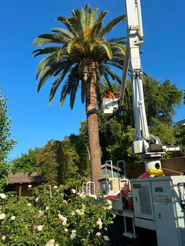 A Plus Ramirez Tree Service — photo from the business 6