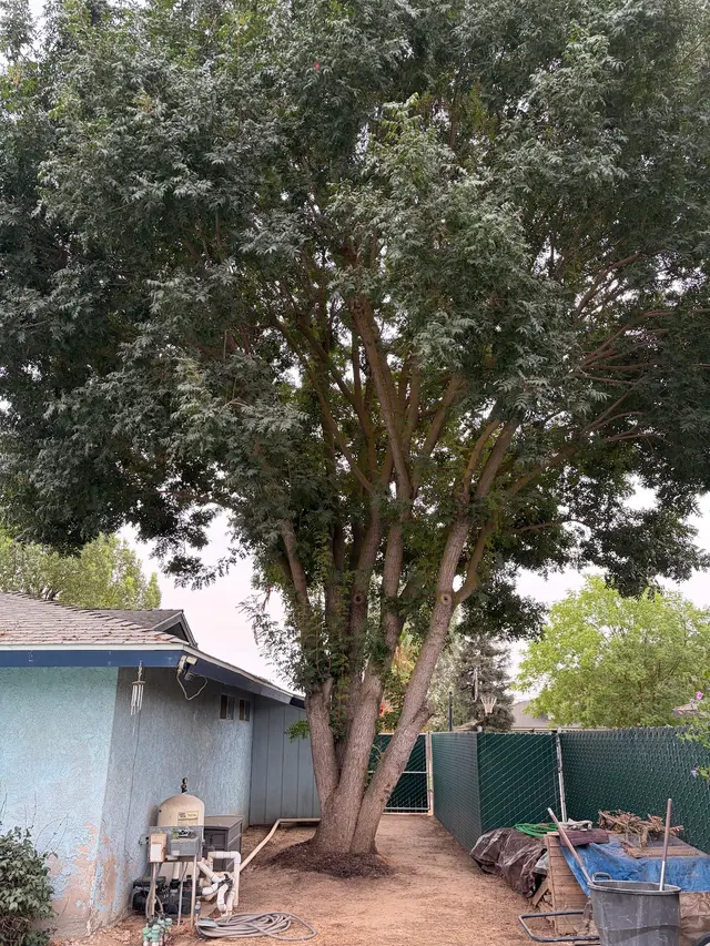 Customer photo of work by A Plus Ramirez Tree Service, from Laura Castelletto-Lemanek's review