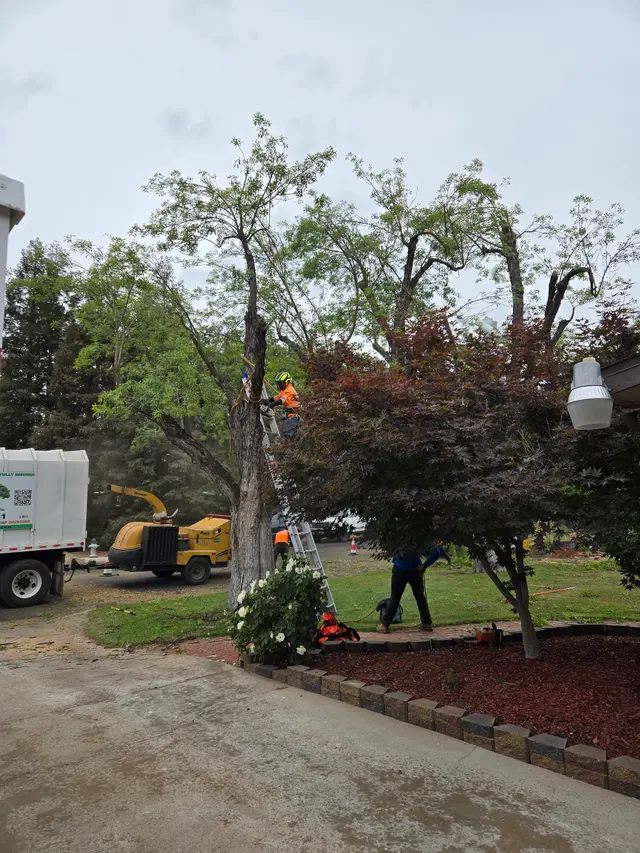 Customer photo of work by A Plus Ramirez Tree Service, from Eric Errotabere's review