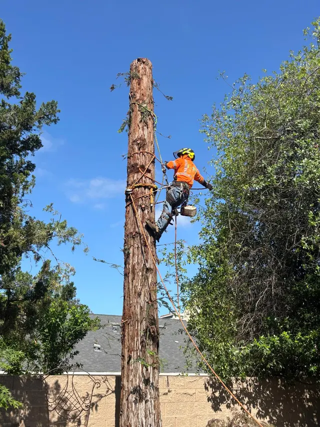 A Plus Ramirez Tree Service — photo from the business 9