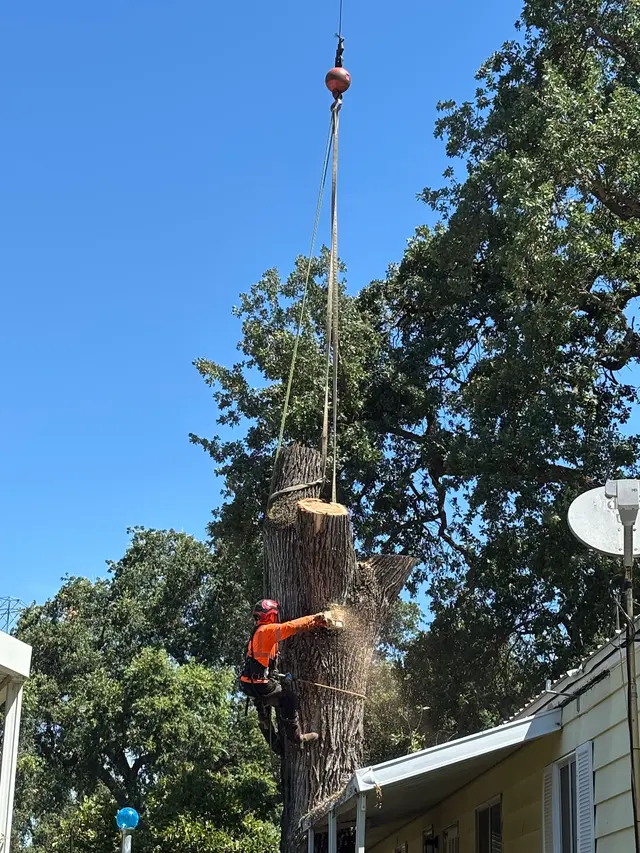 A Plus Ramirez Tree Service — photo from the business 12