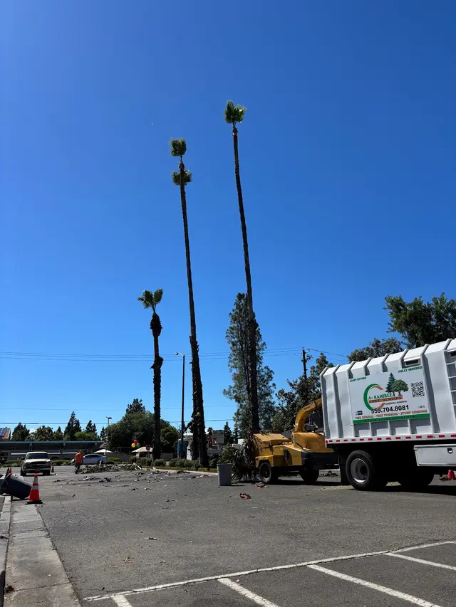 A Plus Ramirez Tree Service — photo from the business 8