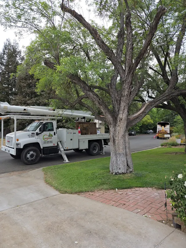 A Plus Ramirez Tree Service — customer photo 7