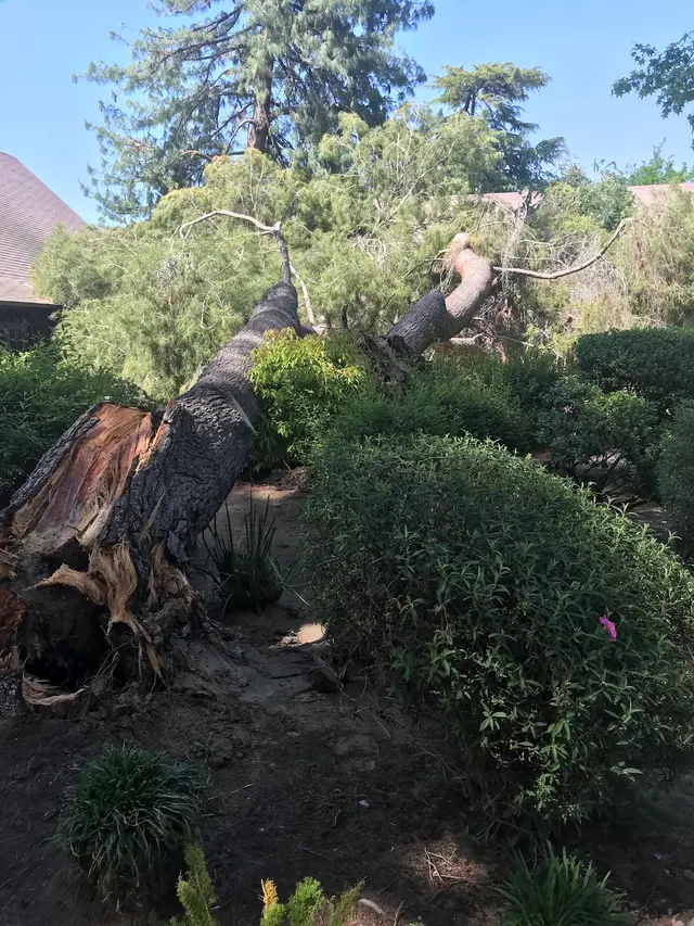 Maldonado Brothers Tree Service — photo from the business 9