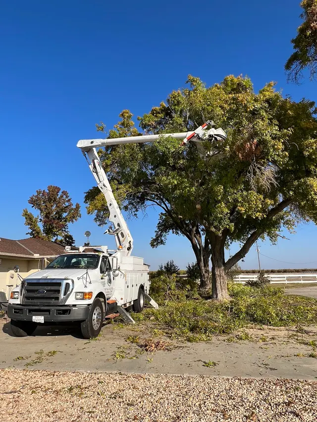 Maldonado Brothers Tree Service — photo from the business 6