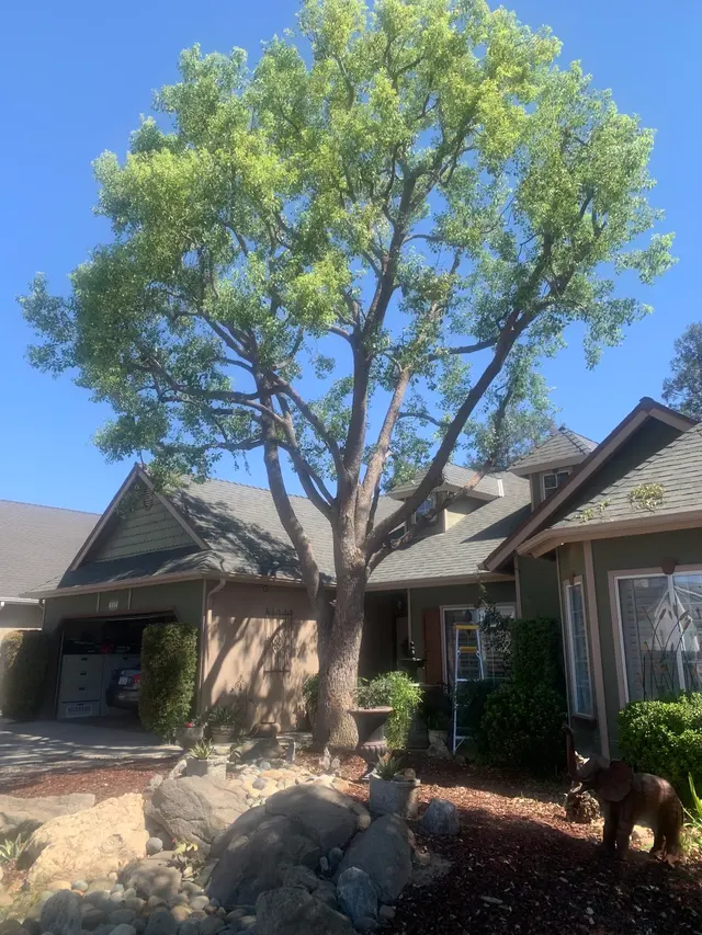 Maldonado Brothers Tree Service — customer photo 3
