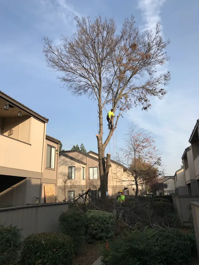 Maldonado Brothers Tree Service — photo from the business 7