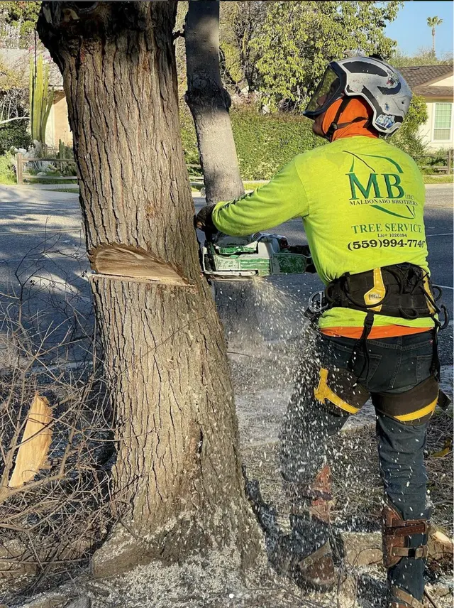 Maldonado Brothers Tree Service — photo from the business 1