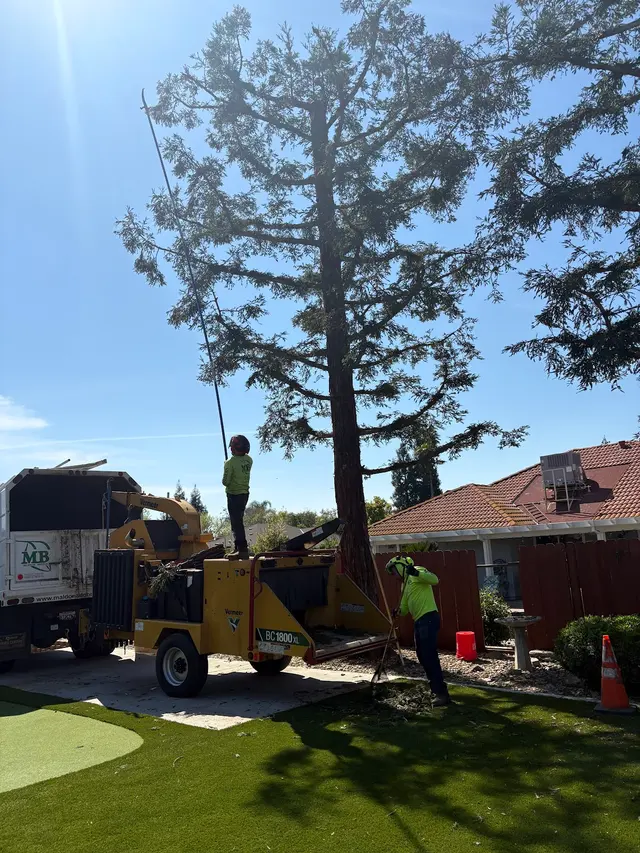 Maldonado Brothers Tree Service — customer photo 4