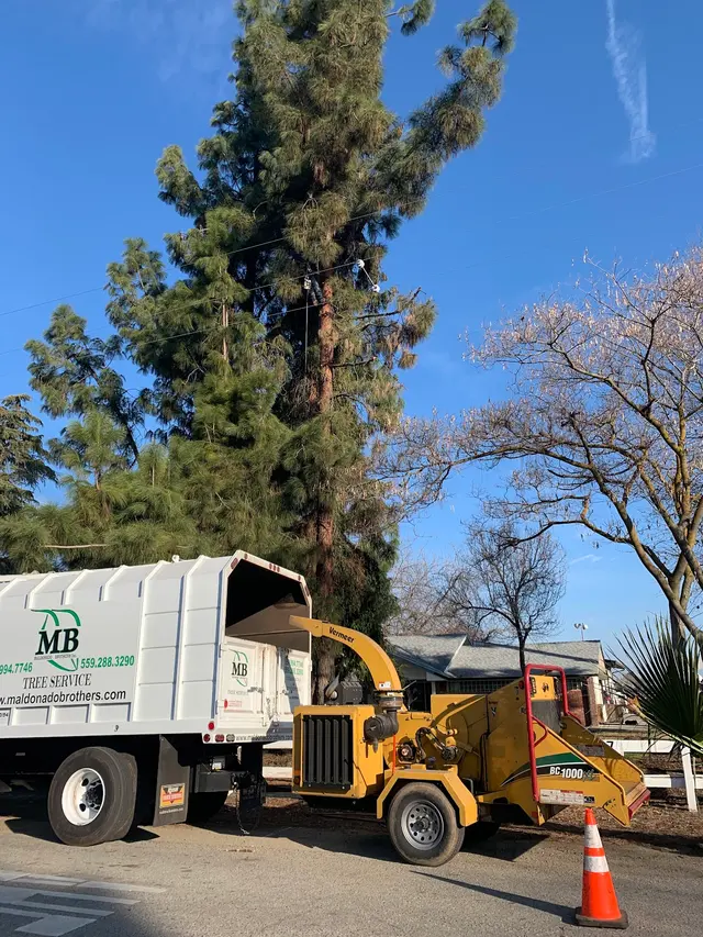 Maldonado Brothers Tree Service — photo from the business 12