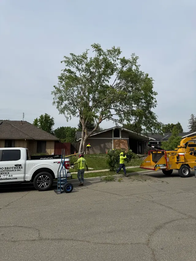 Maldonado Brothers Tree Service — customer photo 2