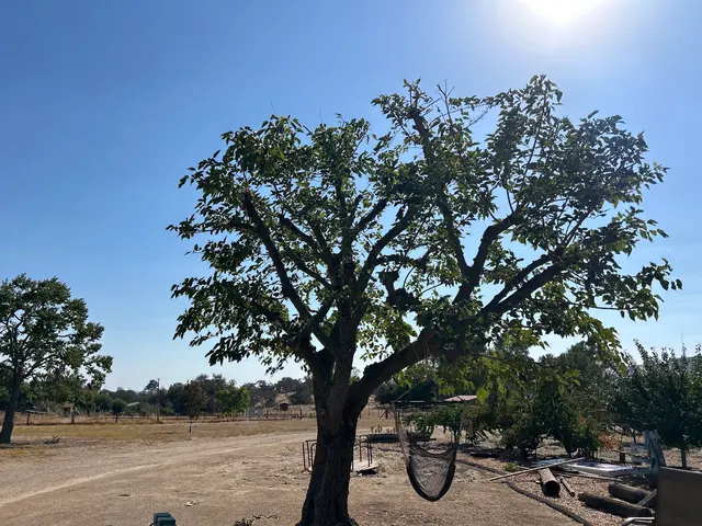 Customer photo of work by Maldonado Brothers Tree Service, from Eileen Rounsaville's review