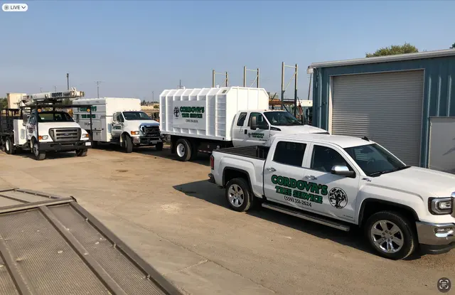 Cordova's Tree Service — photo from the business 1