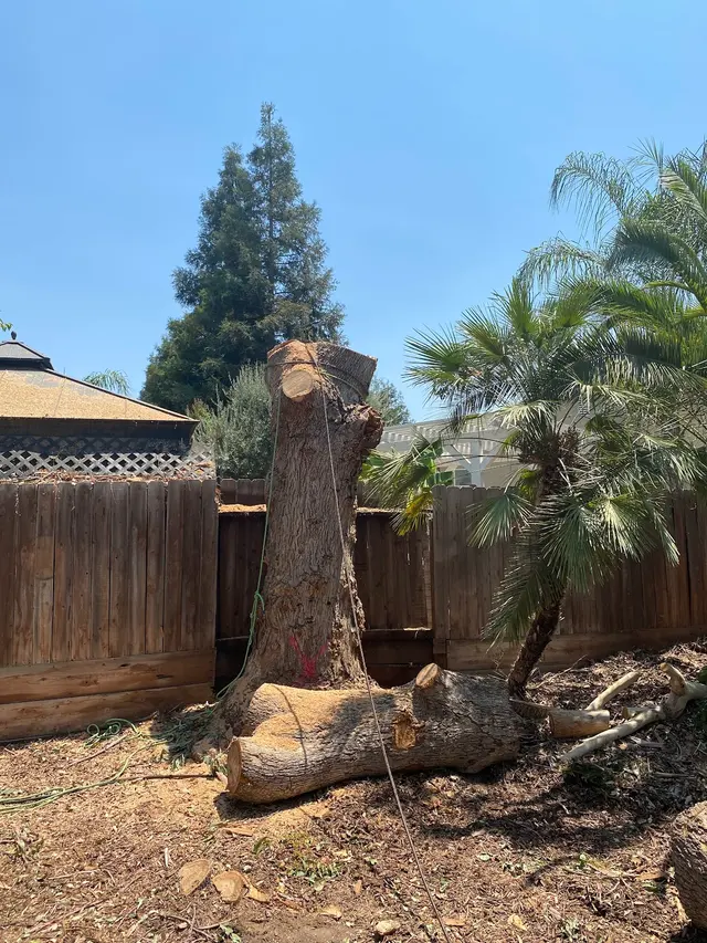 Cordova's Tree Service — photo from the business 7
