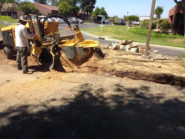 Cordova's Tree Service — photo from the business 5