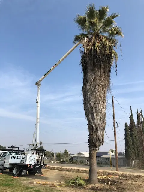 Cordova's Tree Service — photo from the business 6